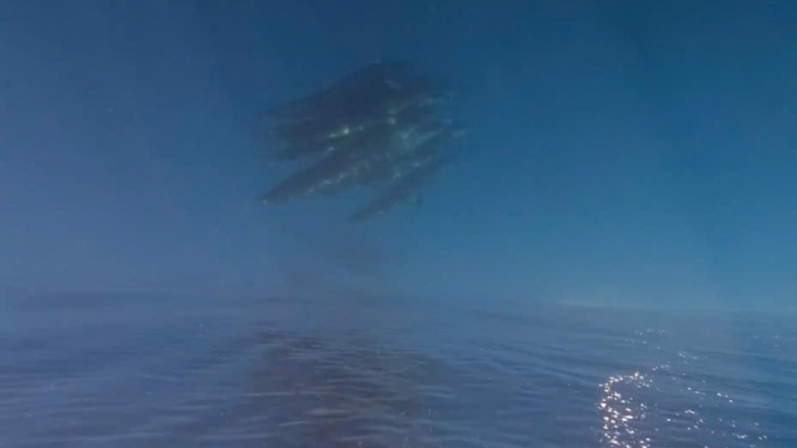 Đàn cá voi nhảy lượn ở đảo Phú Quý